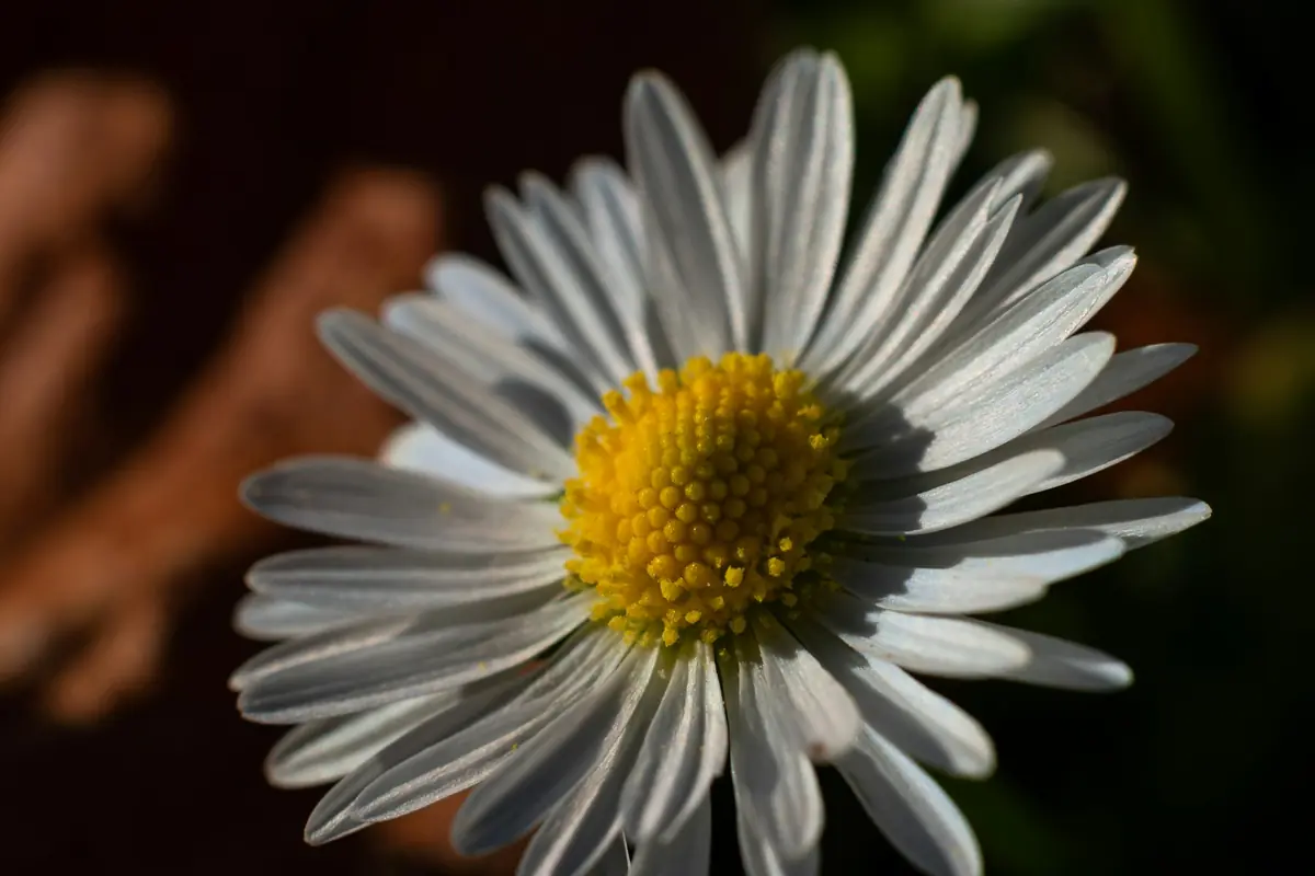 A daisy in close focus