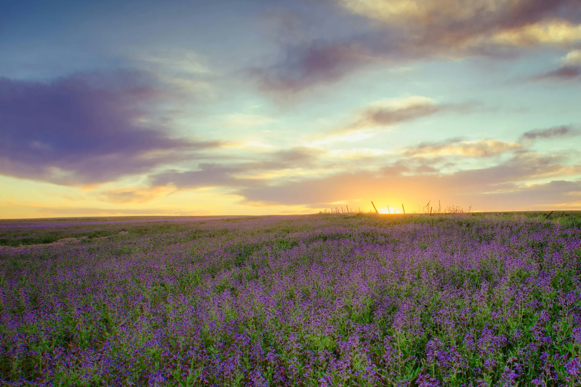 A field of purple flowers under a gold and violet sunset
