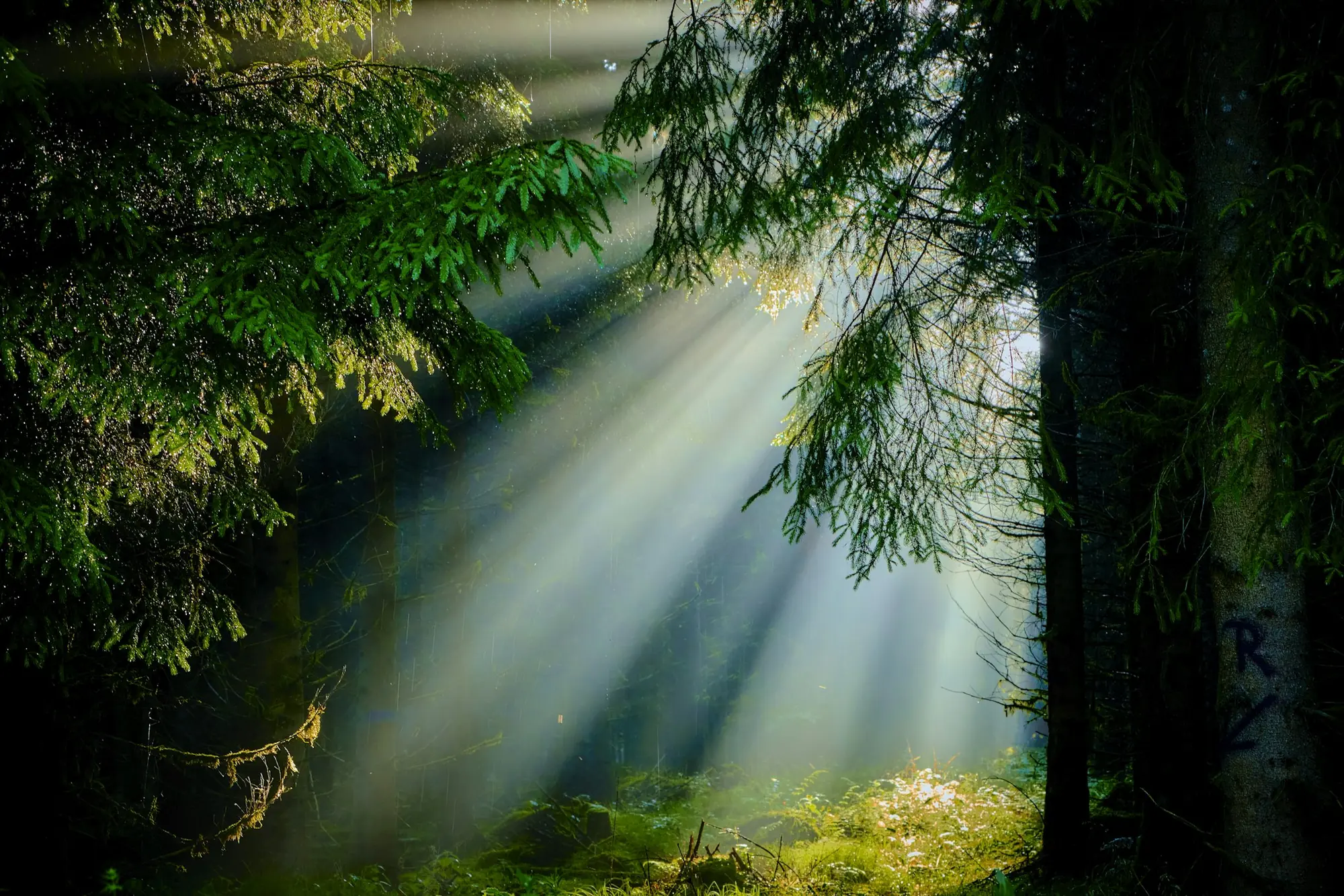 Sunlight breaking through a forest in long shafts