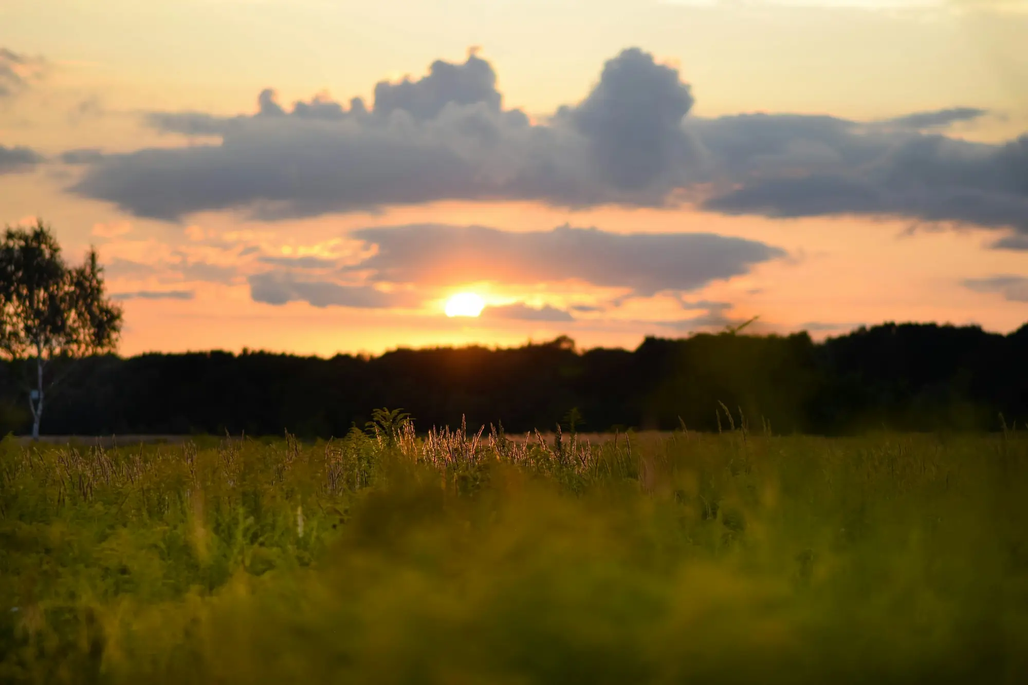 Tall grass in a meadow with the sun low on the horizon