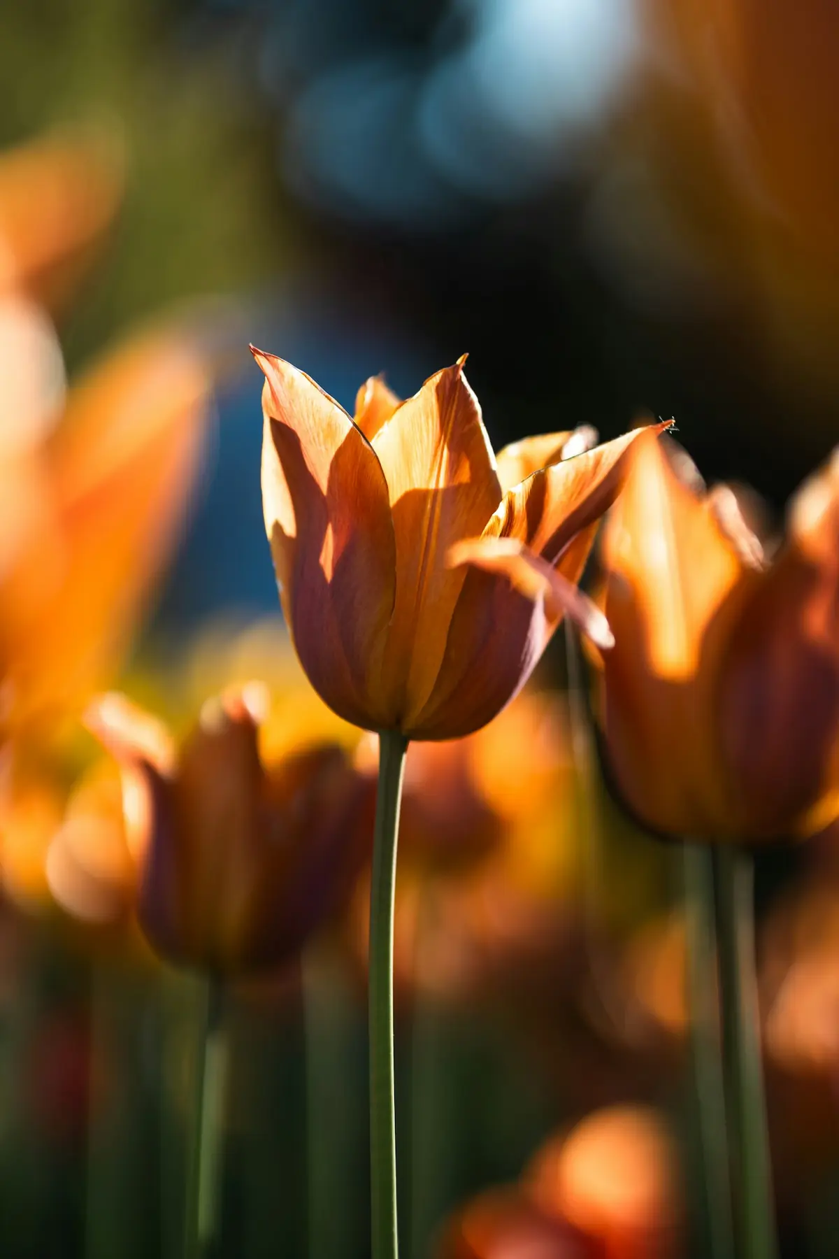Tulips glowing in low evening sun